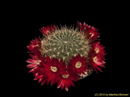 Sulcorebutia spec. KHM9808 Totora 3394